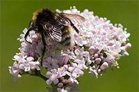 Best Selling Valerian Products - Wellica a plant used to treat insomnia, migraine, fatigue, and stomach cramps.