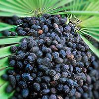 Best Selling Saw Palmetto Products - Wellica urinary symptoms associated with an enlarged prostate gland