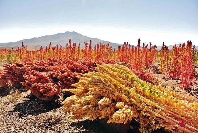 Best Selling Superfood Products - Wellica