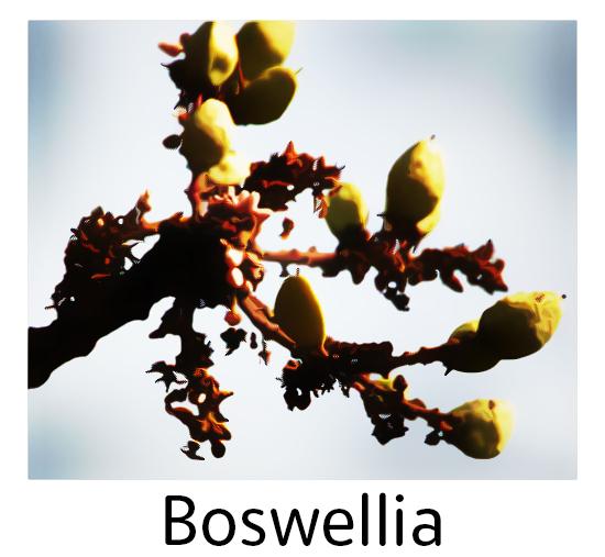 Best Selling Boswellia Supplements - Wellica Boswellia is a herbal extract that in people with conditions such as arthritis and asthma can decrease inflammation. It may also prevent the development of cancer.