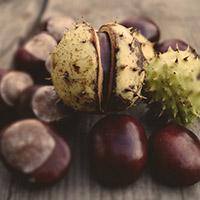 Horse Chestnut - Wellica seed extract was used for joint pain, bladder and gastrointestinal problems, fever, leg cramps, and other conditions.