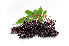 Best Selling Elderberry Products - Wellica