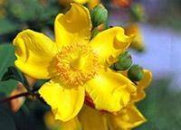 Best Selling St. John's Wort Products - Wellica Herbal remedy used to treat mental health problems. Sold over-the-counter to treat mild and moderate depression, and sometimes seasonal affective disorder (SAD), mild anxiety and sleep problems.