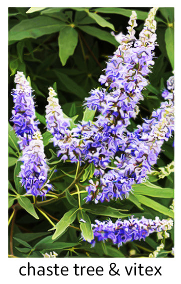 Chaste Tree & Vitex