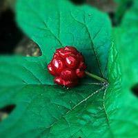 Goldenseal - Wellica irritations and inflammation of the mucous membranes of the respiratory, digestive, and urinary tracts.