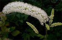 Best Selling Black Cohosh Products - Wellica