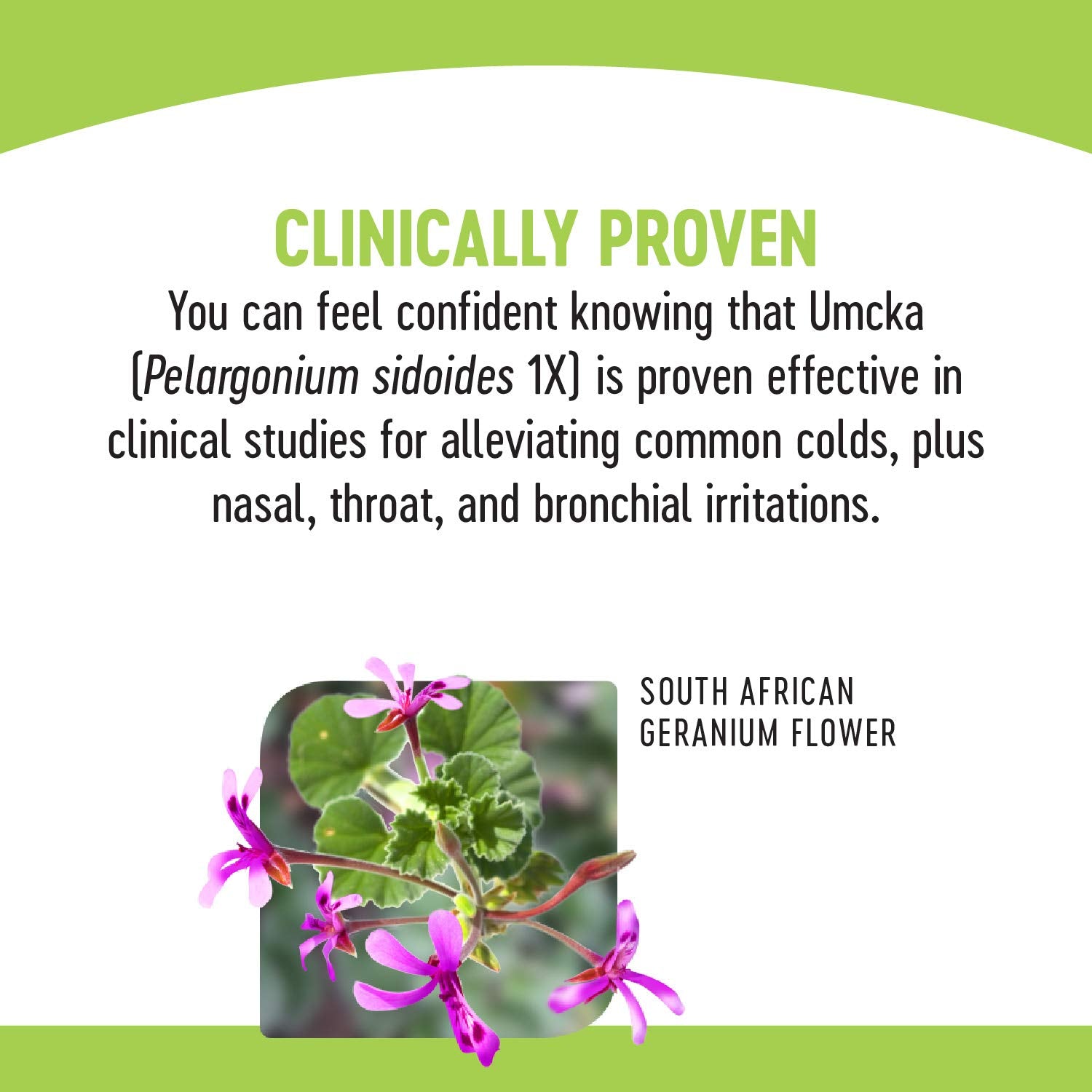 Nature's Way Umcka Allergy & Sinus 20 Chew